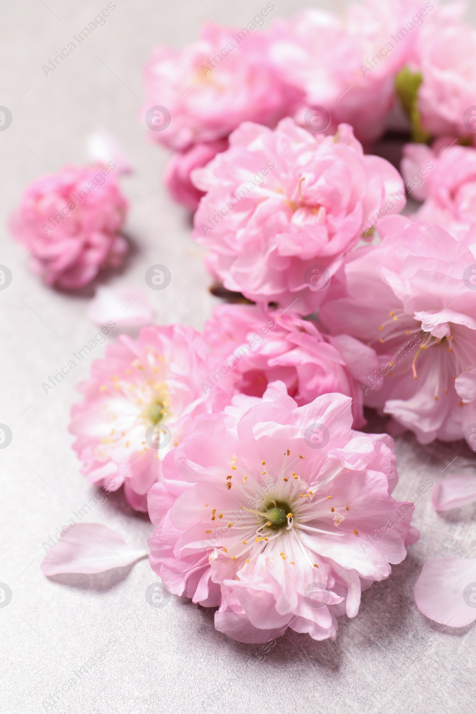 Photo of Beautiful sakura tree blossoms on light grey background, closeup