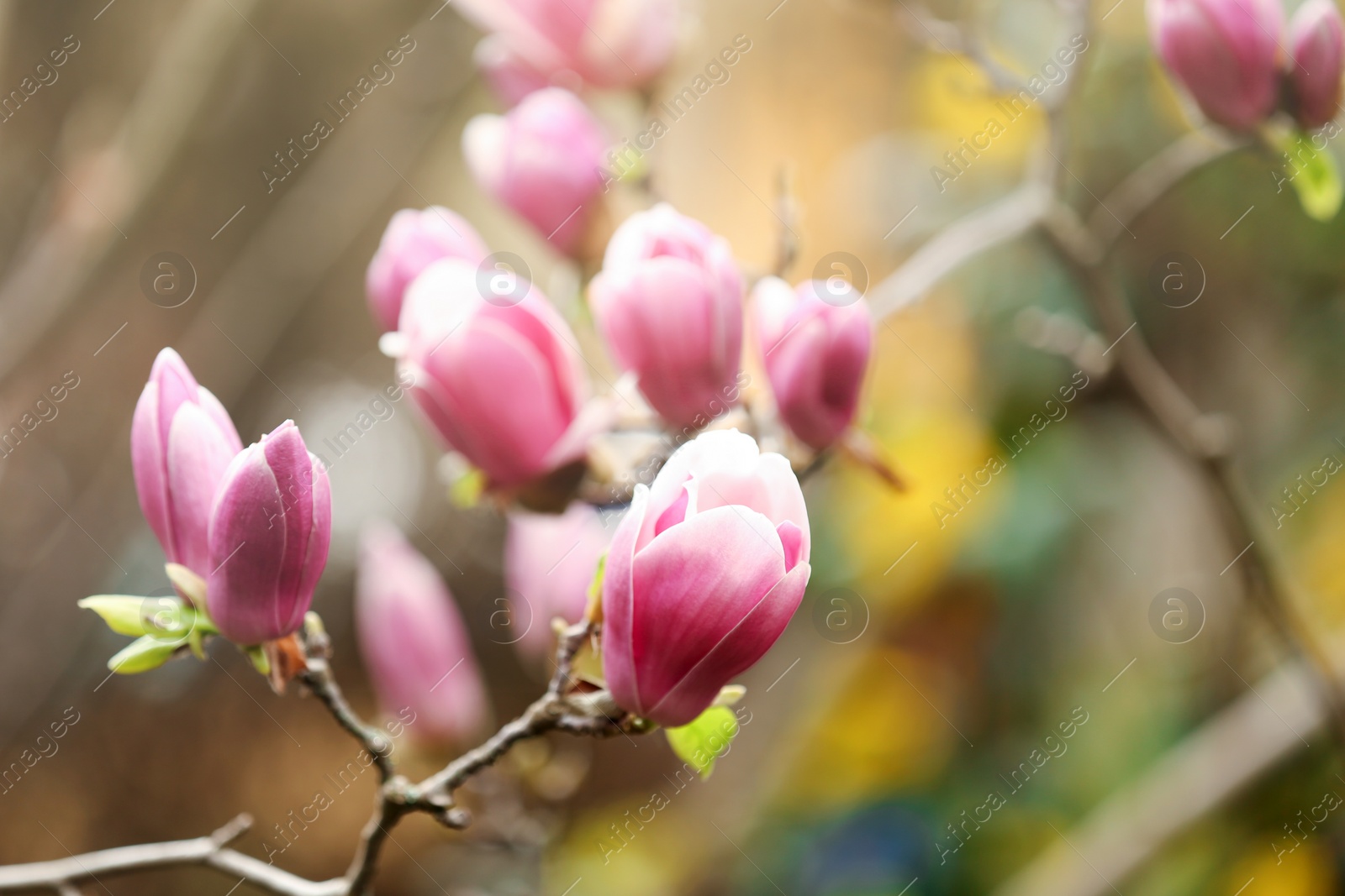 Photo of Magnolia tree with beautiful flowers outdoors, closeup. Amazing spring blossom