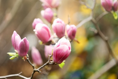 Photo of Magnolia tree with beautiful flowers outdoors, closeup. Amazing spring blossom