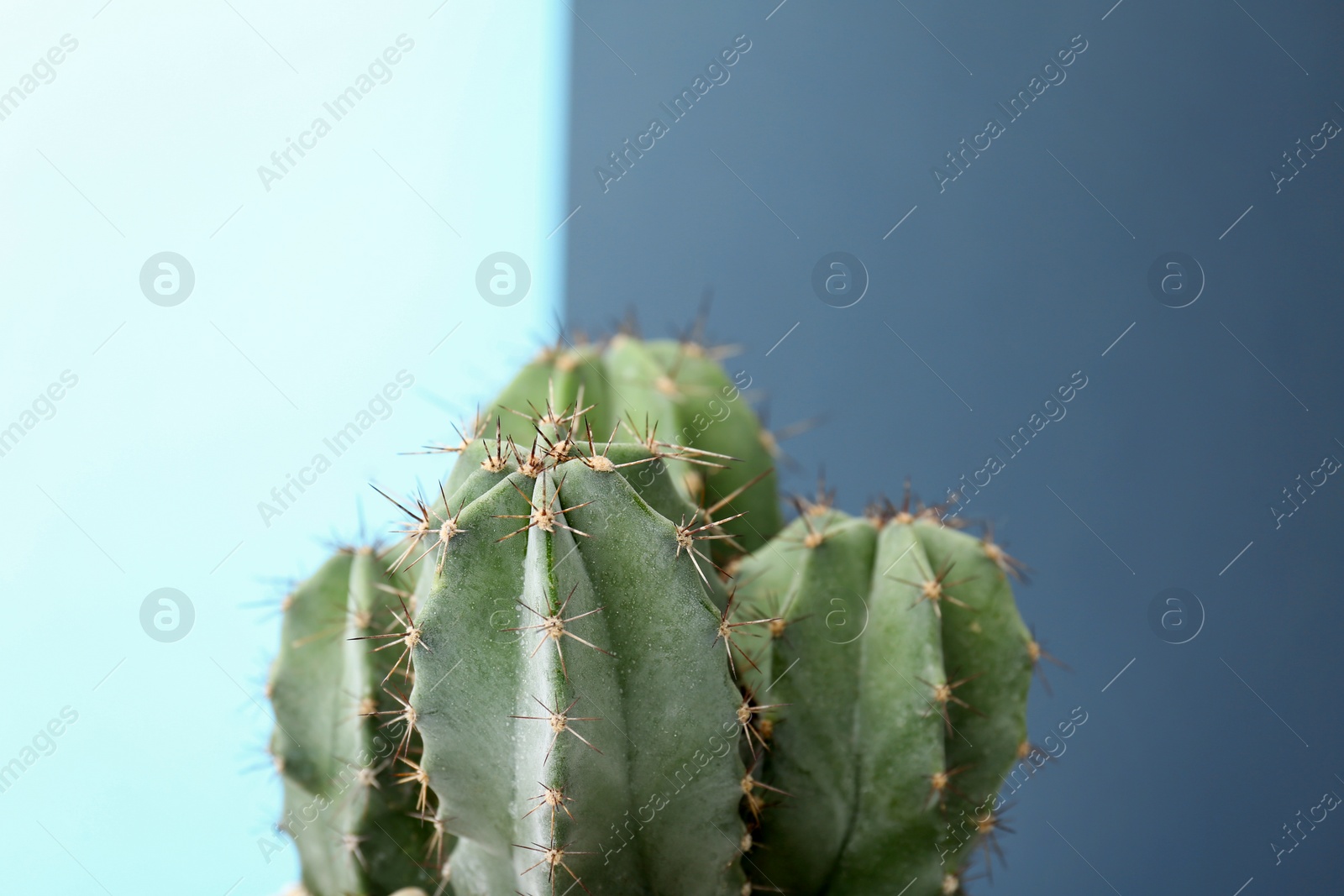 Photo of Beautiful cactus on color background