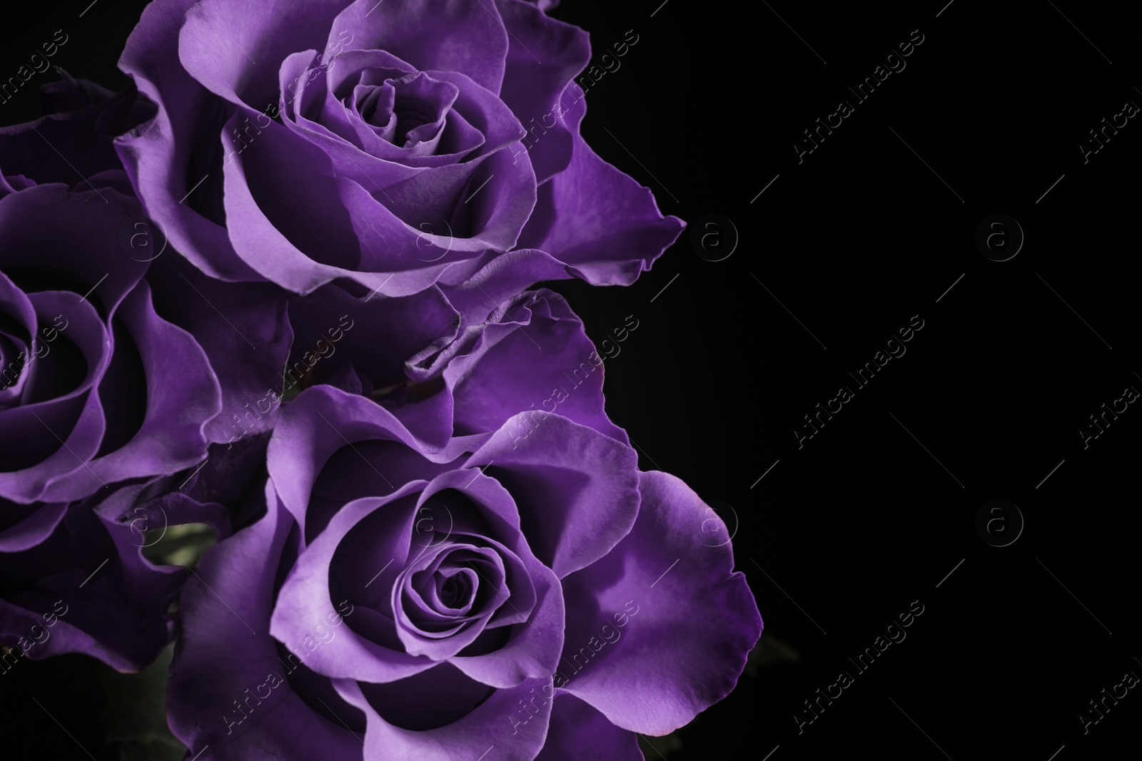 Image of Violet flowers on black background, closeup. Funeral attributes