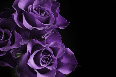 Image of Violet flowers on black background, closeup. Funeral attributes