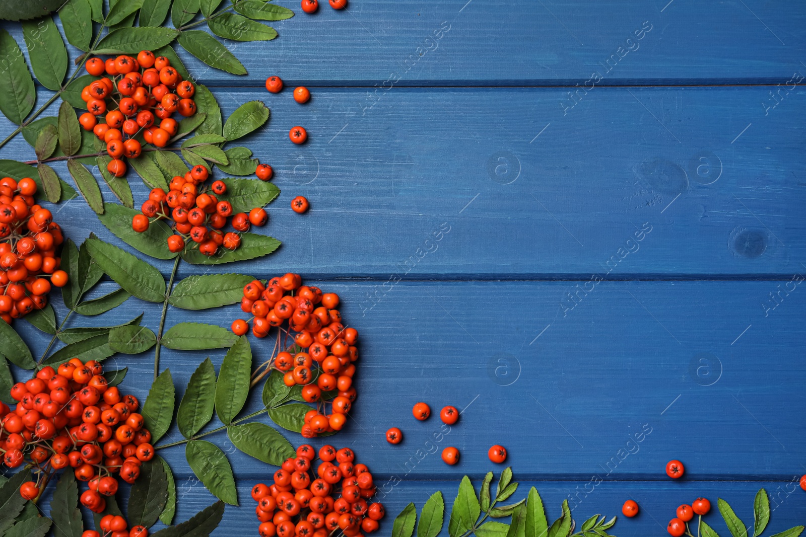 Photo of Fresh ripe rowan berries and green leaves on blue wooden table, flat lay. Space for text