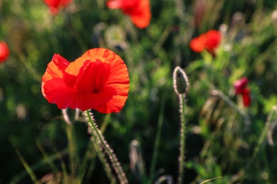 Beautiful blooming red poppy flower in field on sunny day. Space for text