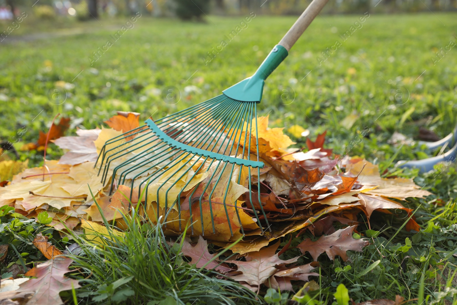 Photo of Woman raking fall leaves in park, closeup