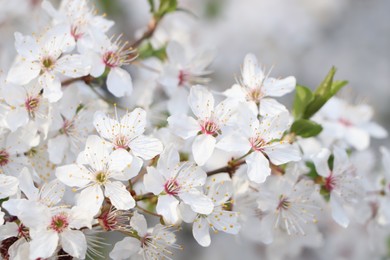 Photo of Cherry tree with white blossoms on blurred background, closeup. Spring season