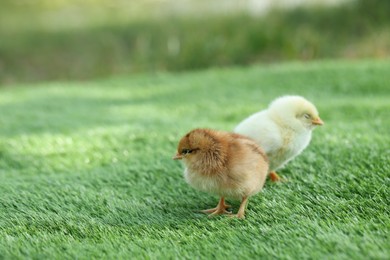 Photo of Two cute chicks on green artificial grass outdoors, closeup. Baby animals