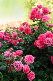 Photo of Beautiful blooming rose bush outdoors on sunny day