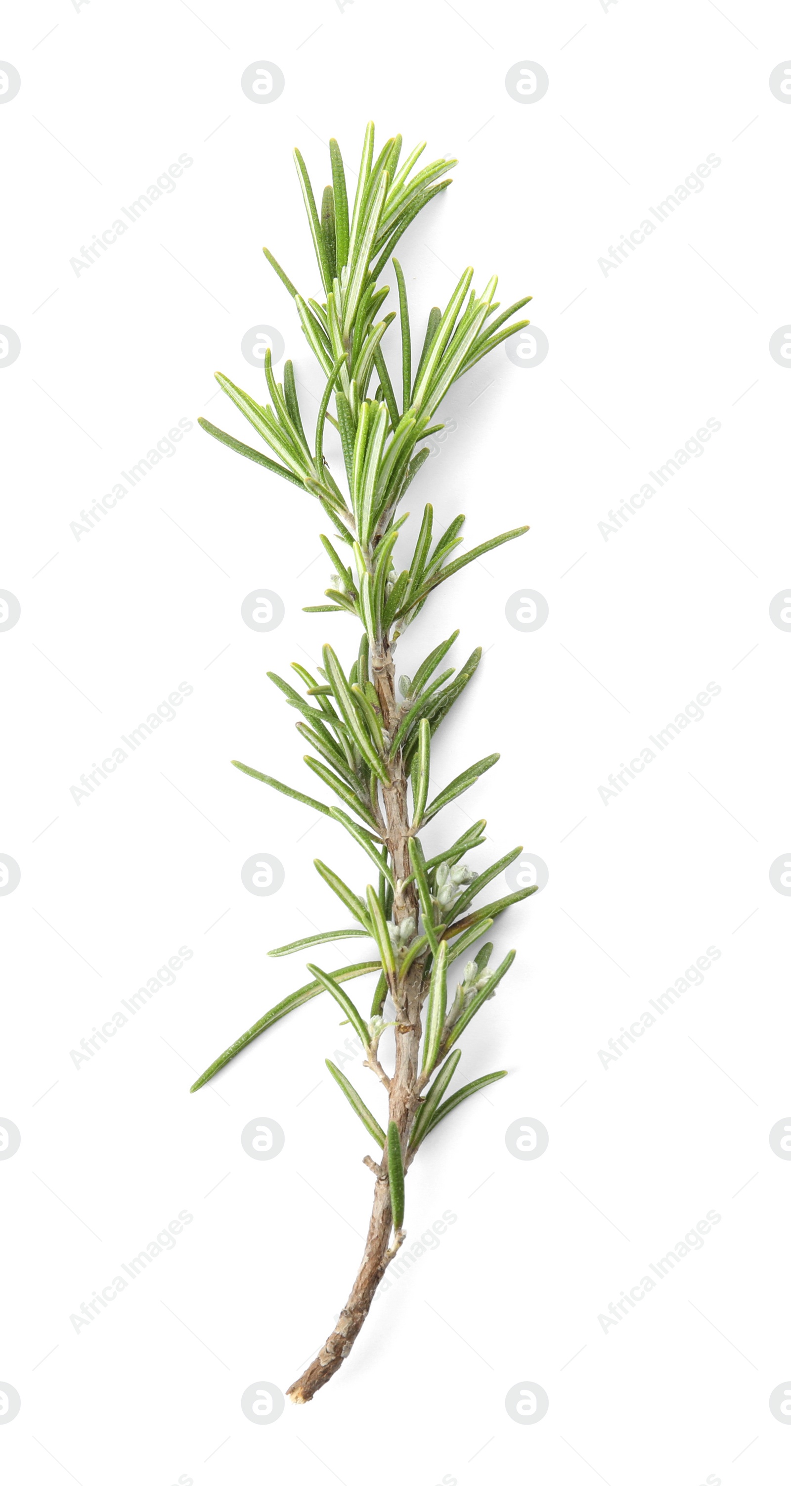 Photo of Fresh green rosemary twig on white background, top view