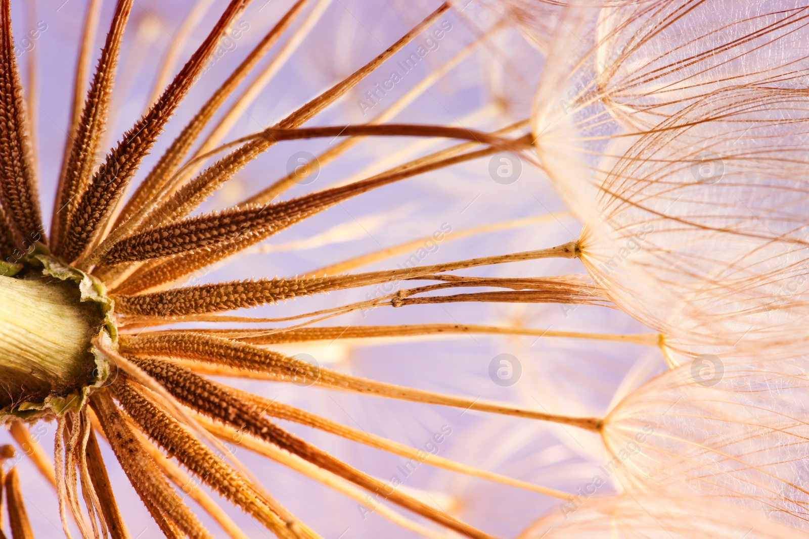 Photo of Dandelion seed head on color background, close up