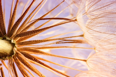 Dandelion seed head on color background, close up