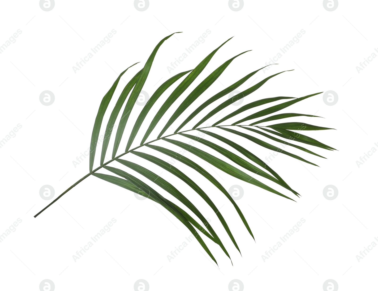 Photo of Leaf of tropical palm tree isolated on white