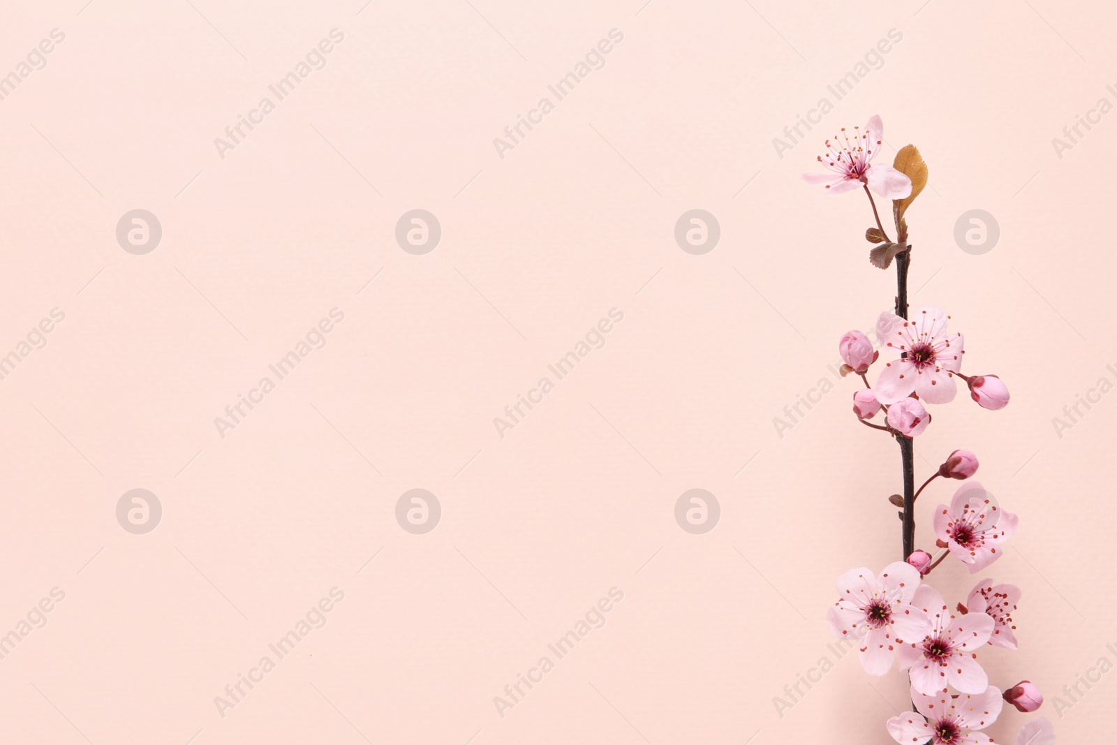 Photo of Sakura tree branch with beautiful blossoms on beige background, flat lay. Space for text