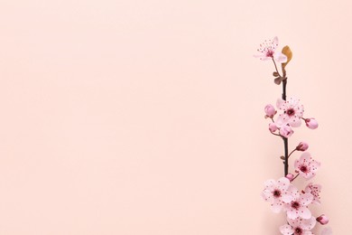 Photo of Sakura tree branch with beautiful blossoms on beige background, flat lay. Space for text