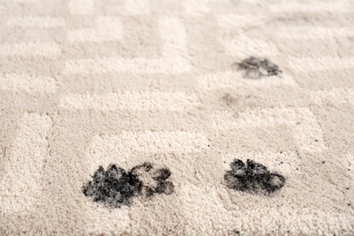Photo of Trail of muddy paw prints on beige carpet