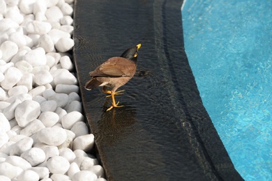 Bird near modern swimming pool at resort