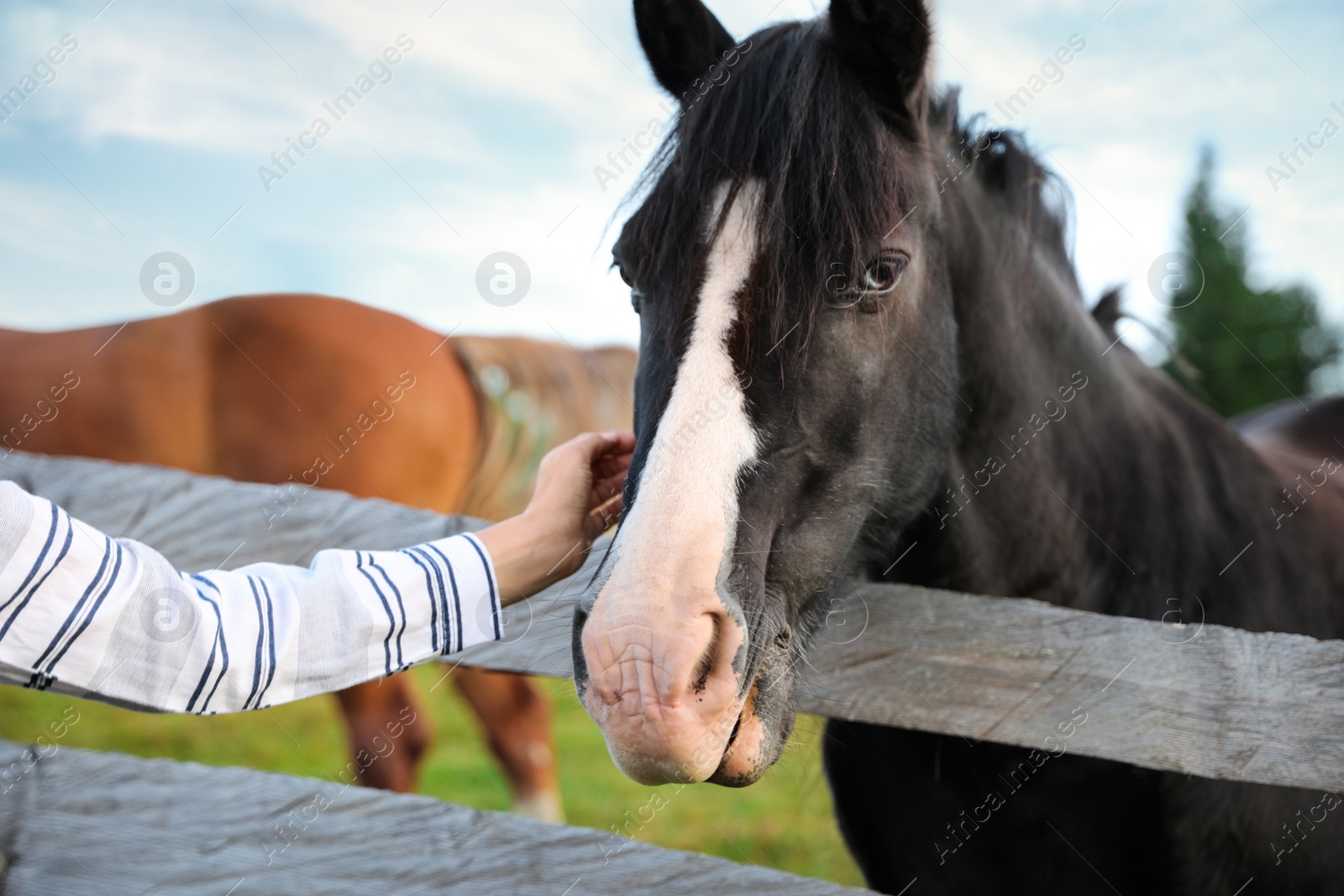 Photo of Woman stroking beautiful horse near wooden fence outdoors, closeup. Lovely domesticated pet