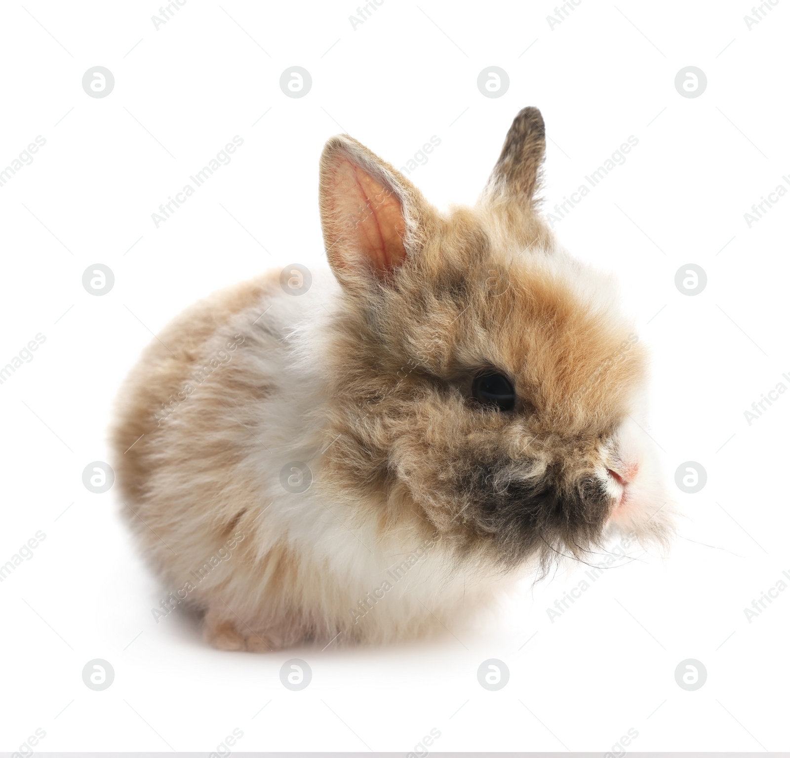 Photo of Cute fluffy pet rabbit isolated on white