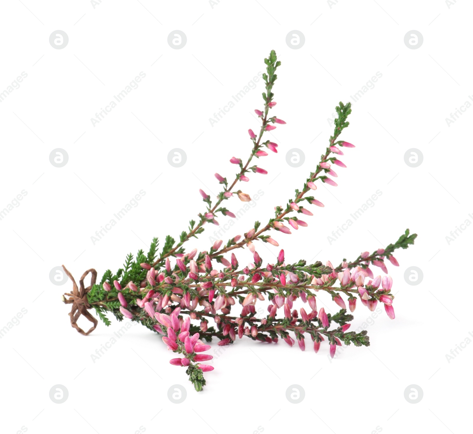 Photo of Bunch of heather branches with beautiful flowers isolated on white