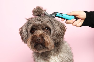Photo of Woman brushing her cute Maltipoo dog on pink background. Lovely pet