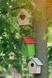 Different colorful bird houses on tree outdoors