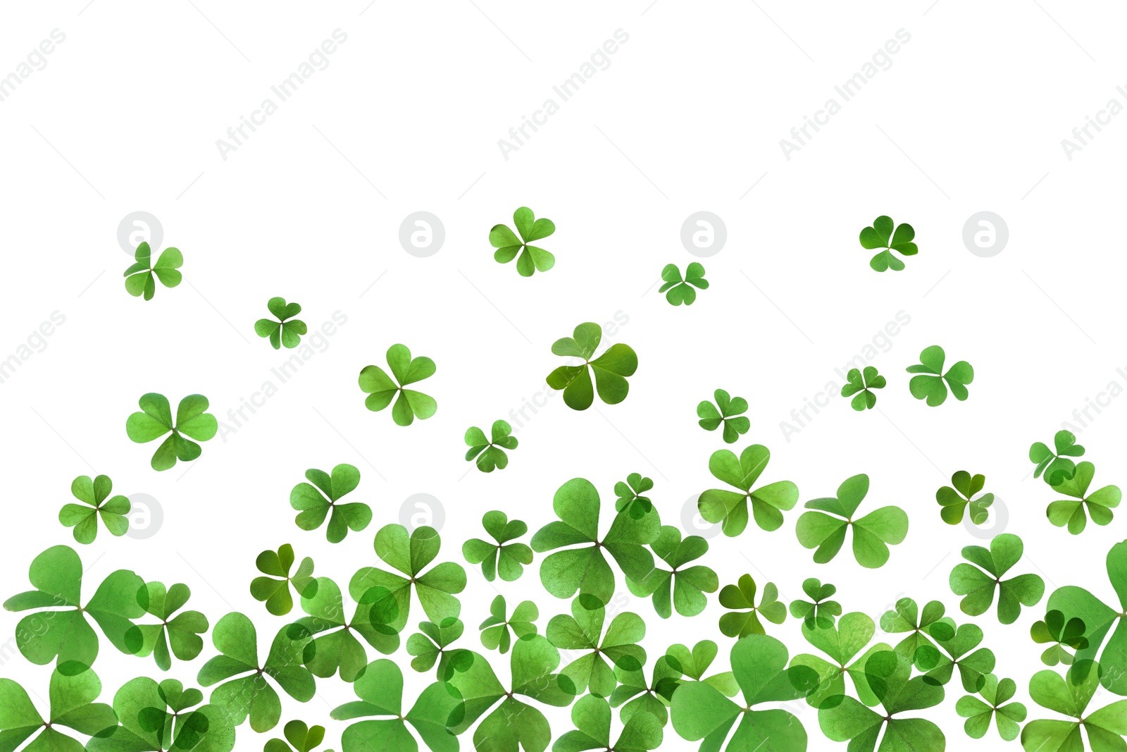 Image of Fresh green clover leaves on white background. St. Patrick's Day 