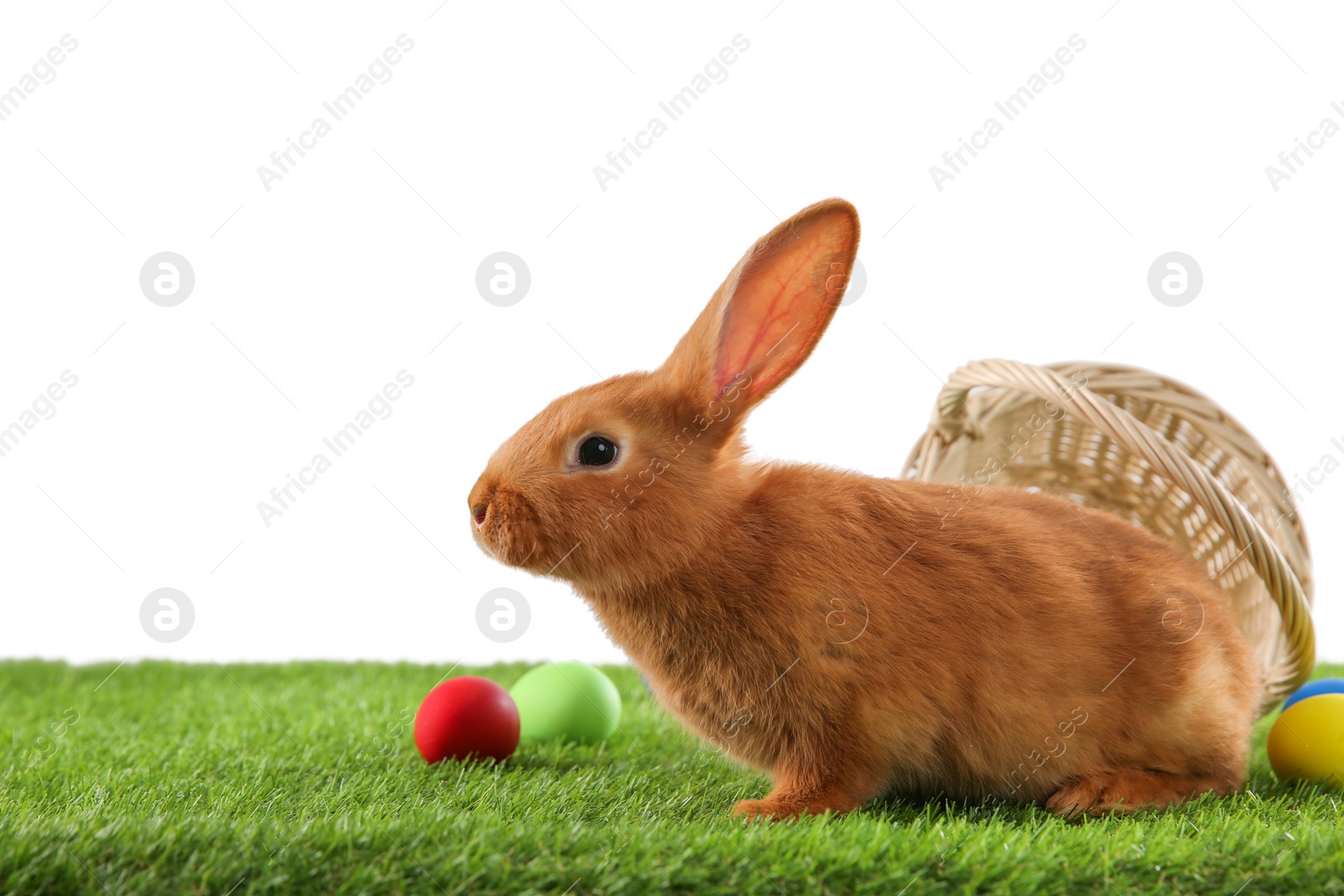 Photo of Cute bunny and Easter eggs on green grass against white background