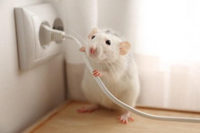 Photo of Rat near power socket indoors. Pest control