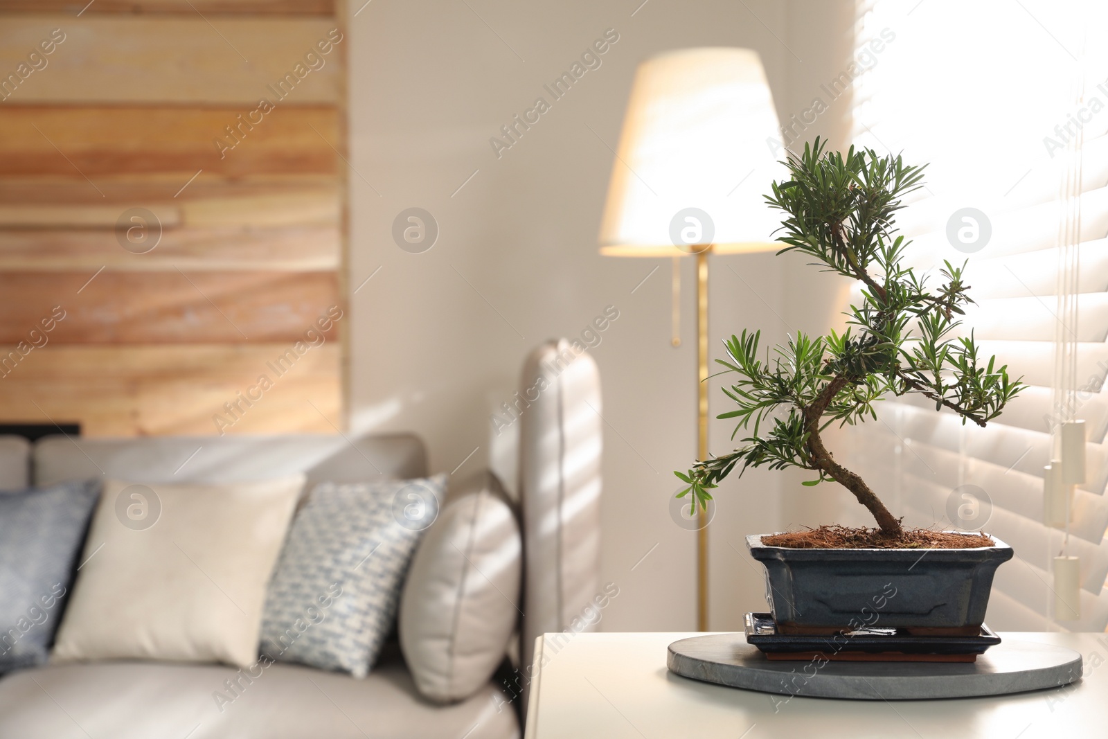 Photo of Japanese bonsai plant on table in living room, space for text. Creating zen atmosphere at home