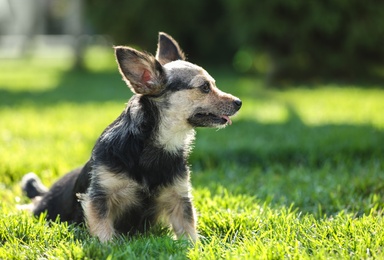 Photo of Cute little dog in park on sunny day