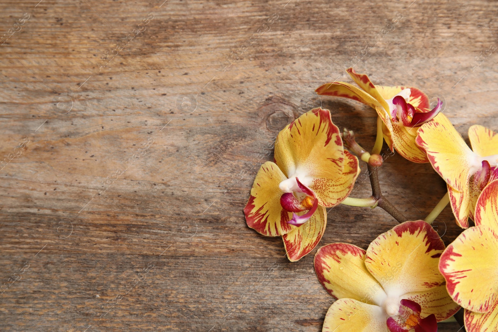 Photo of Branch with beautiful tropical orchid flowers on wooden background, top view. Space for text