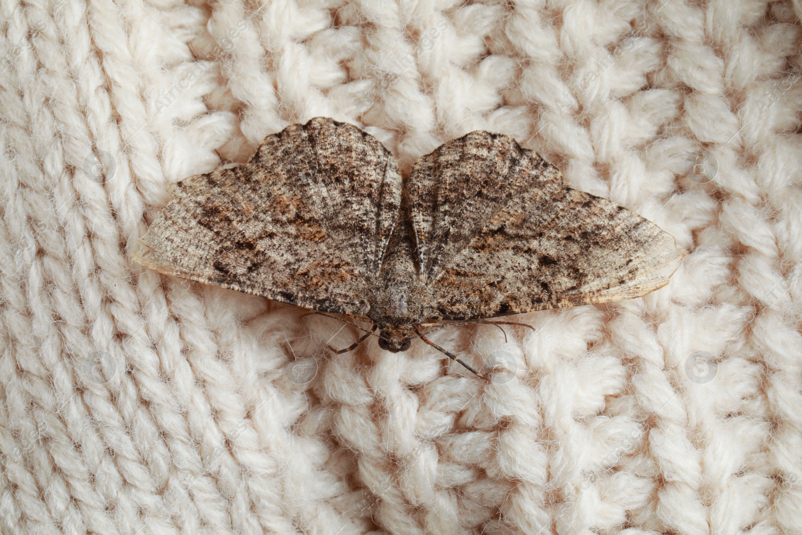 Photo of Alcis repandata moth on beige knitted sweater, top view