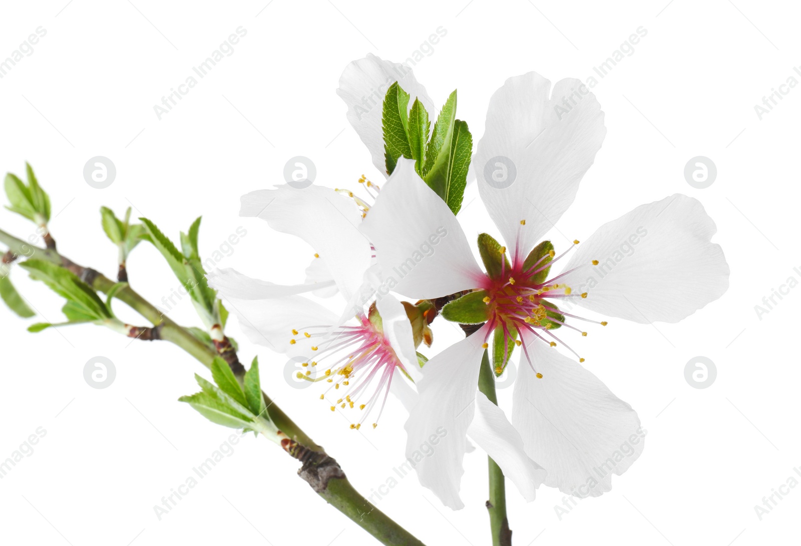 Photo of Tree branch with beautiful blossoms isolated on white. Spring season