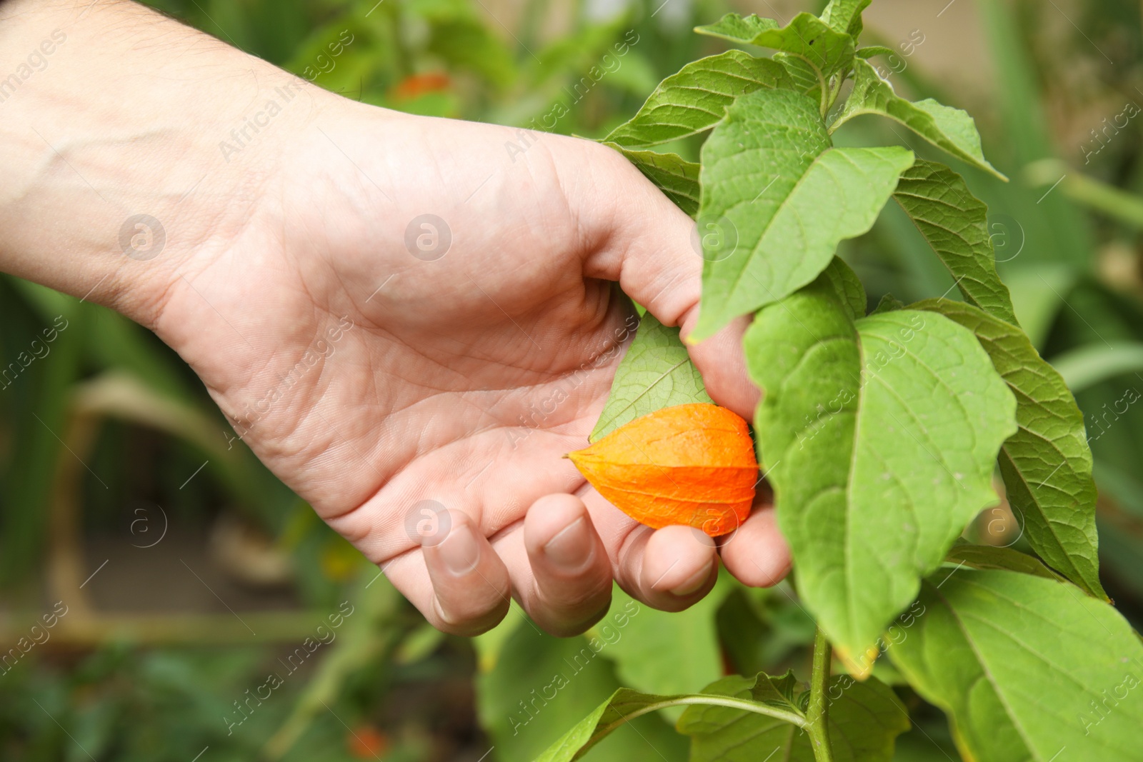 Photo of Man taking ripe physalis from bush, closeup