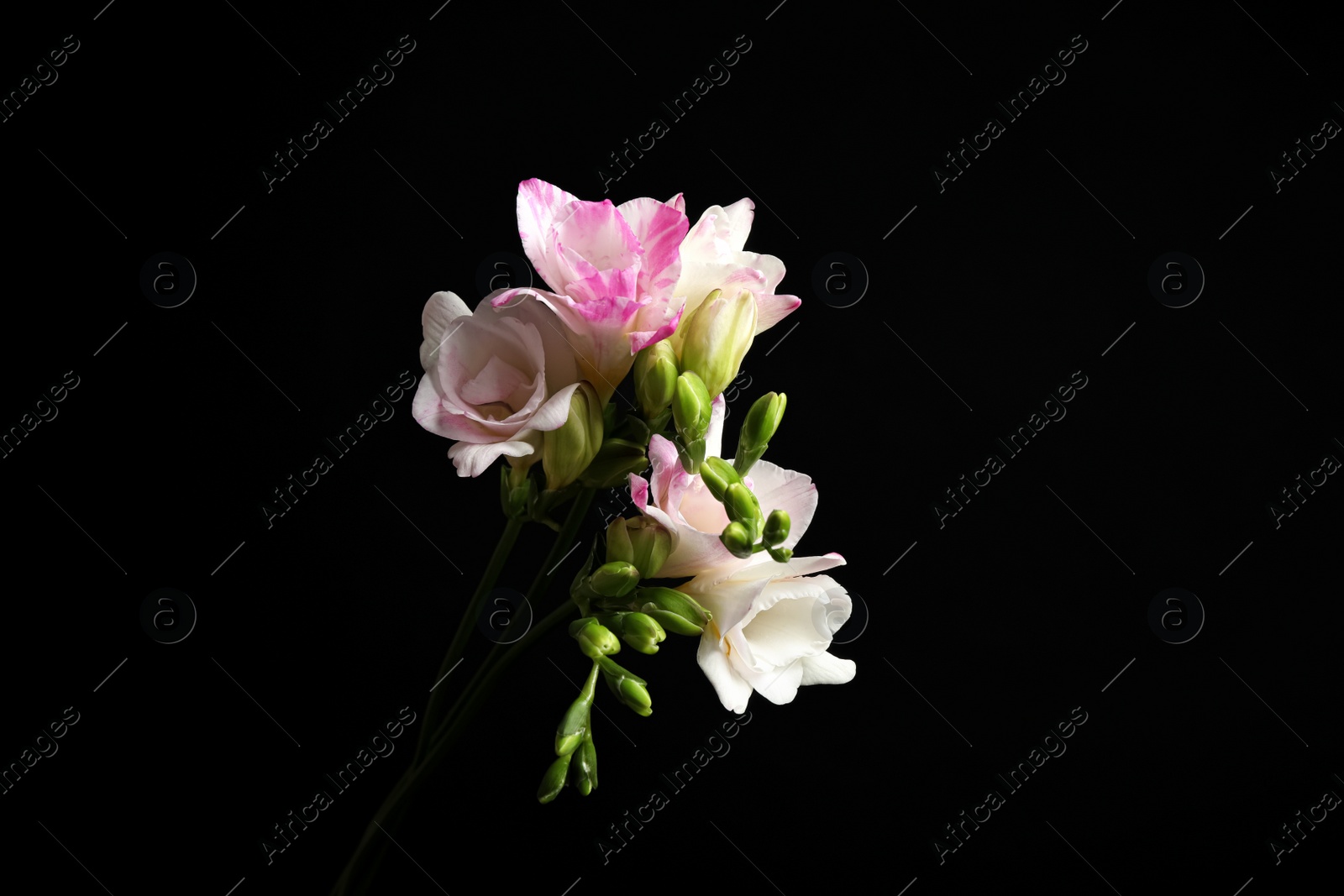 Photo of Beautiful bright freesia flowers on black background