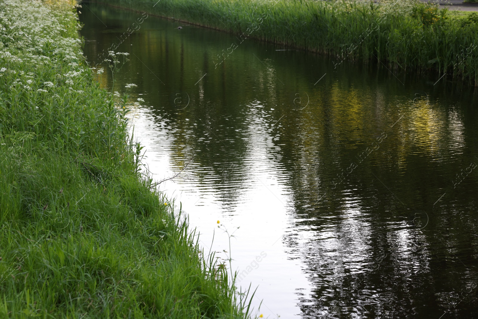 Photo of Beautiful view of channel with green reeds outdoors