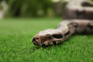 Photo of Brown boa constrictor on green grass outdoors