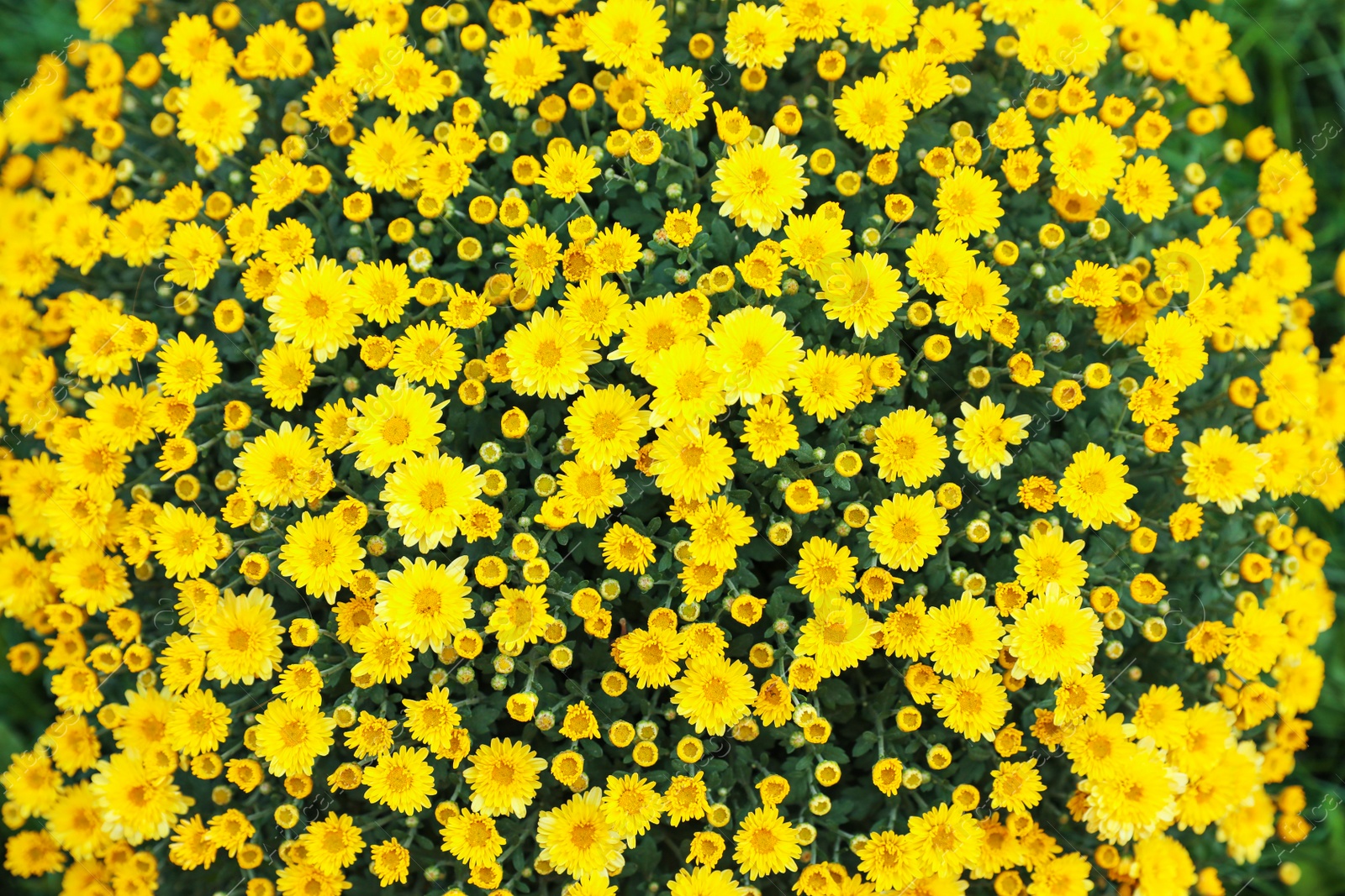 Photo of Beautiful blooming Chrysanthemum bush as background. Autumn flowers