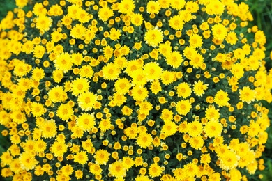 Beautiful blooming Chrysanthemum bush as background. Autumn flowers