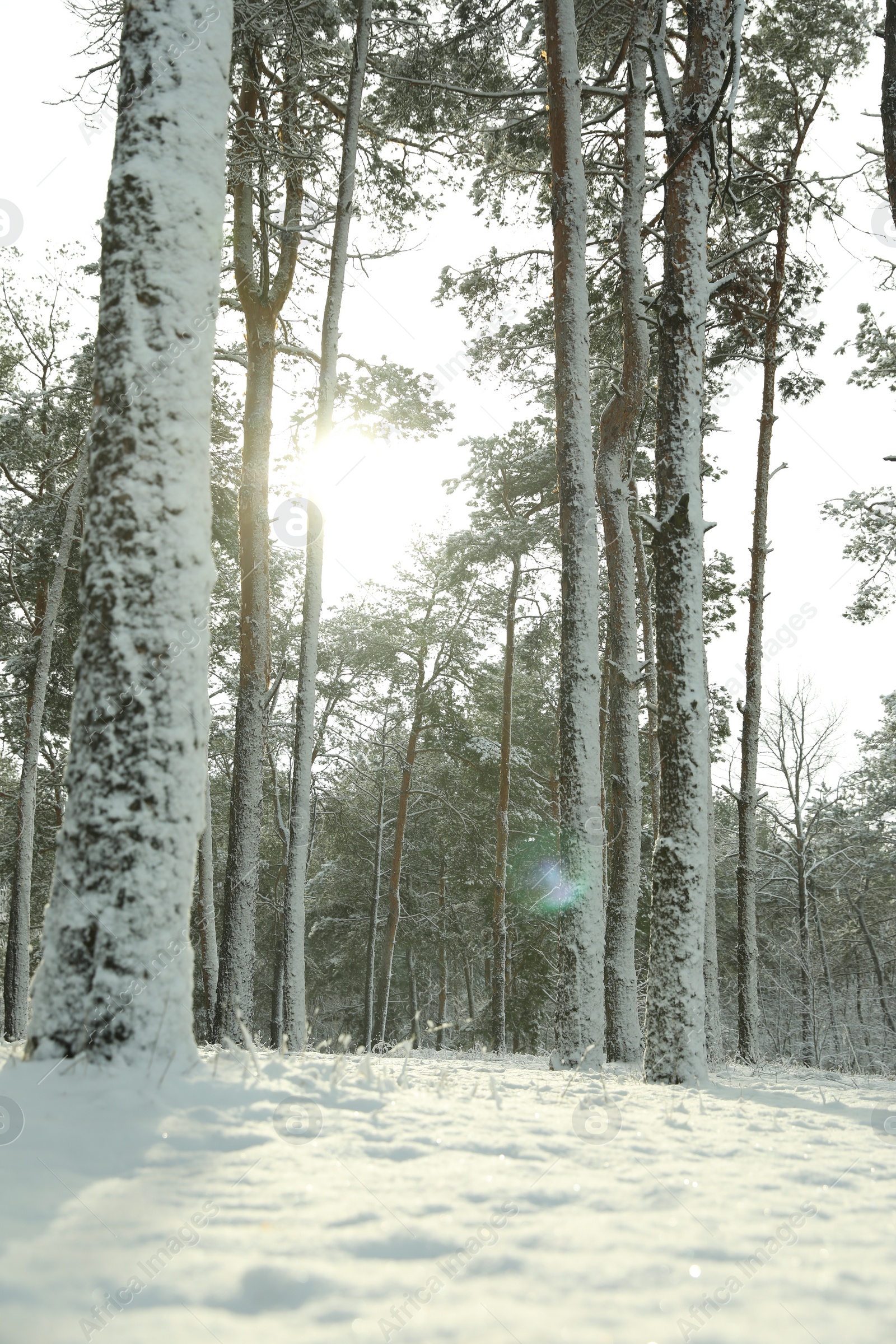 Photo of Beautiful view of snowy forest on winter day