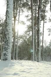 Photo of Beautiful view of snowy forest on winter day