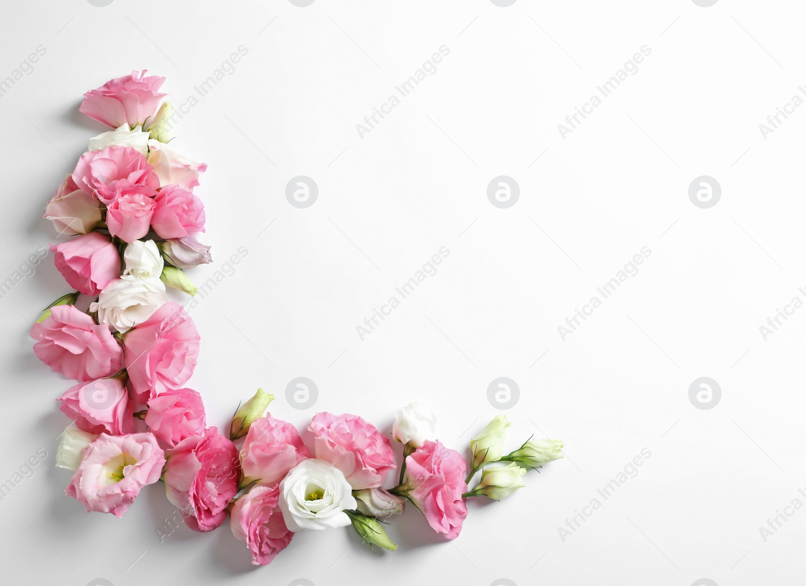 Photo of Flat lay composition with beautiful Eustoma flowers on light background