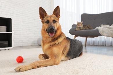 Photo of German shepherd with ball on floor and cat on sofa in living room