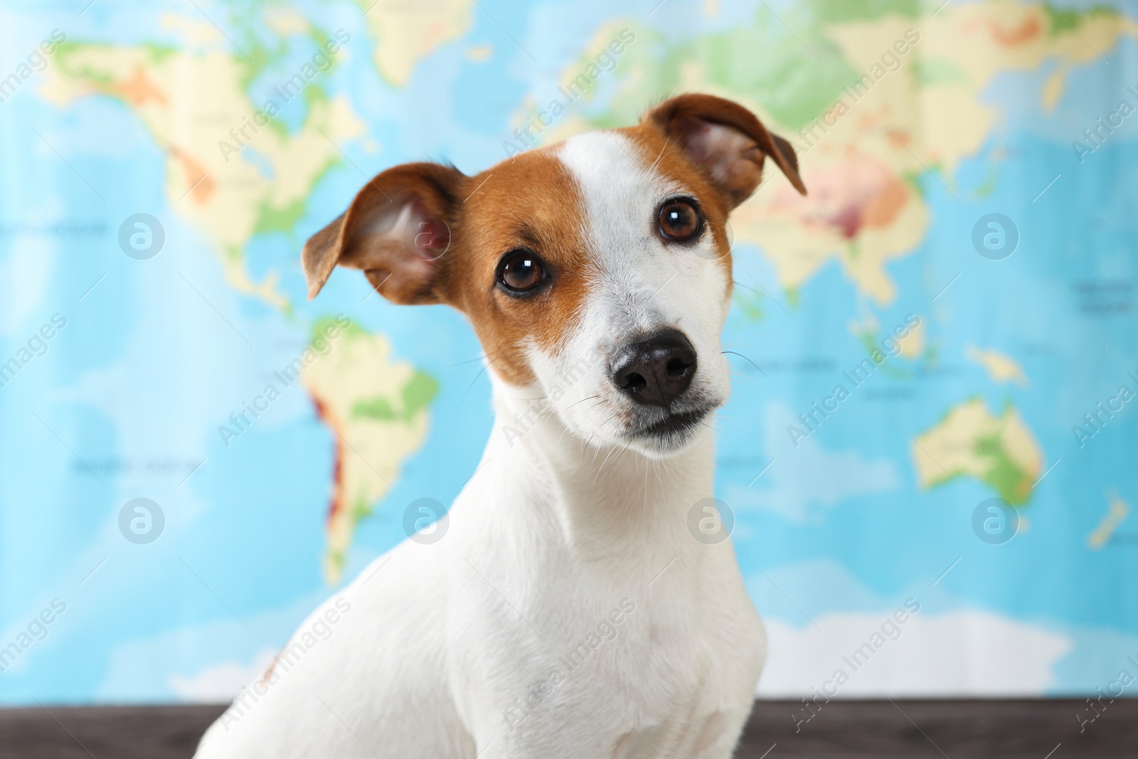 Photo of Cute dog near world map. Travel with pet concept