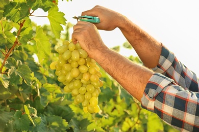 Photo of Man cutting bunch of fresh ripe juicy grapes with pruner, closeup