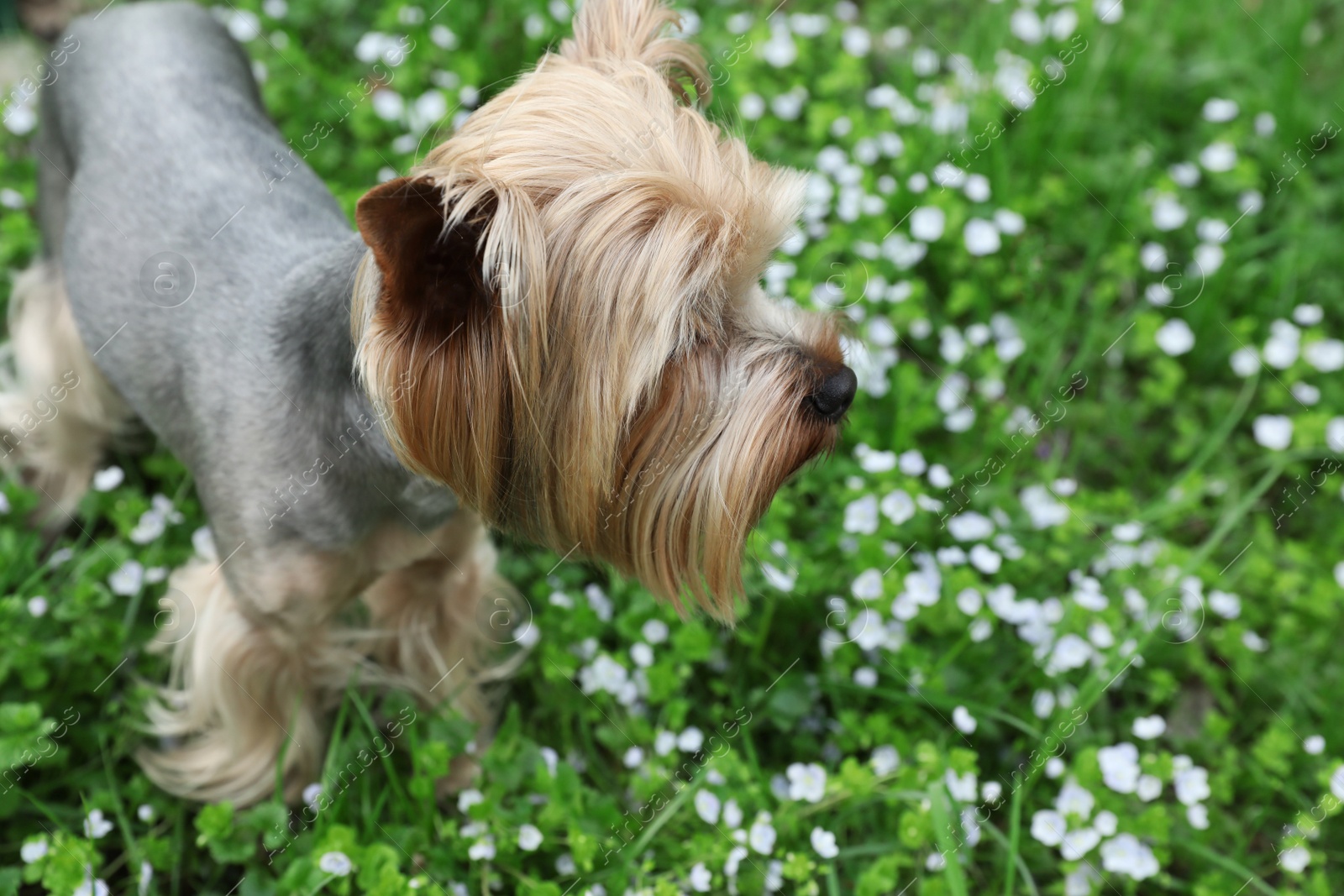 Photo of Cute Yorkshire terrier among wildflowers in meadow on spring day