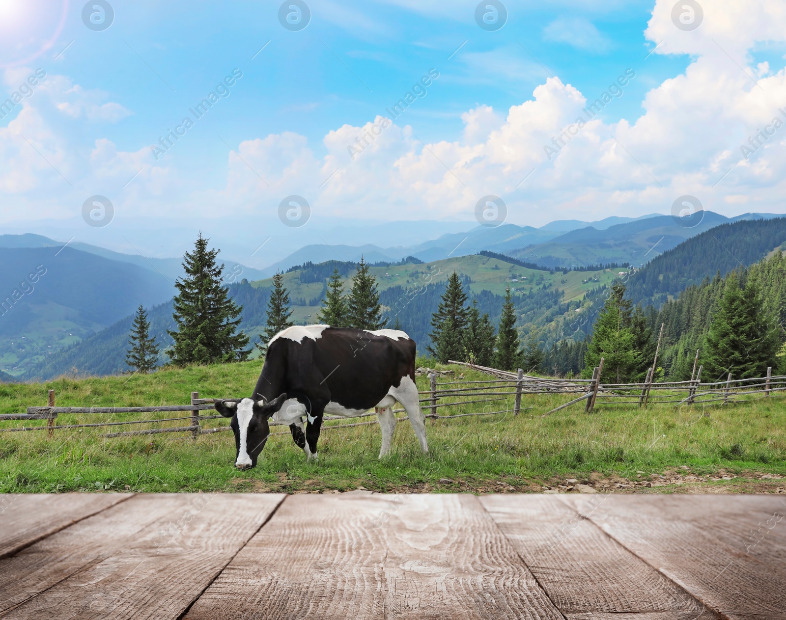 Image of Empty wooden table and cow grazing in field on background. Animal husbandry concept 