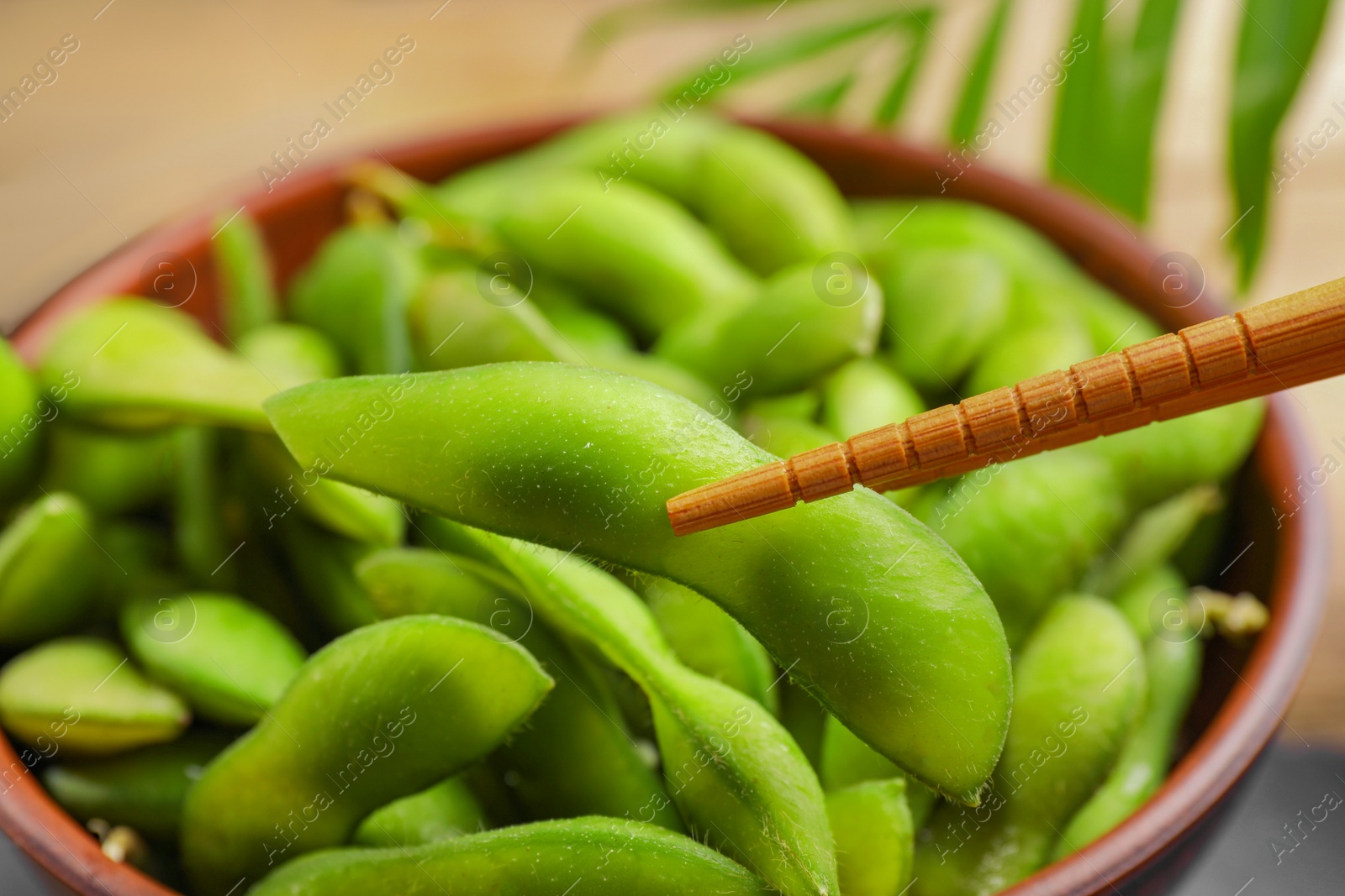 Photo of Taking edamame beans in pod from bowl with chopsticks, closeup