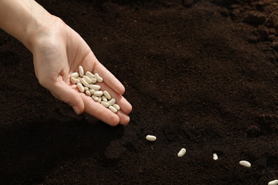 Woman planting beans into fertile soil, closeup. Vegetable seeds