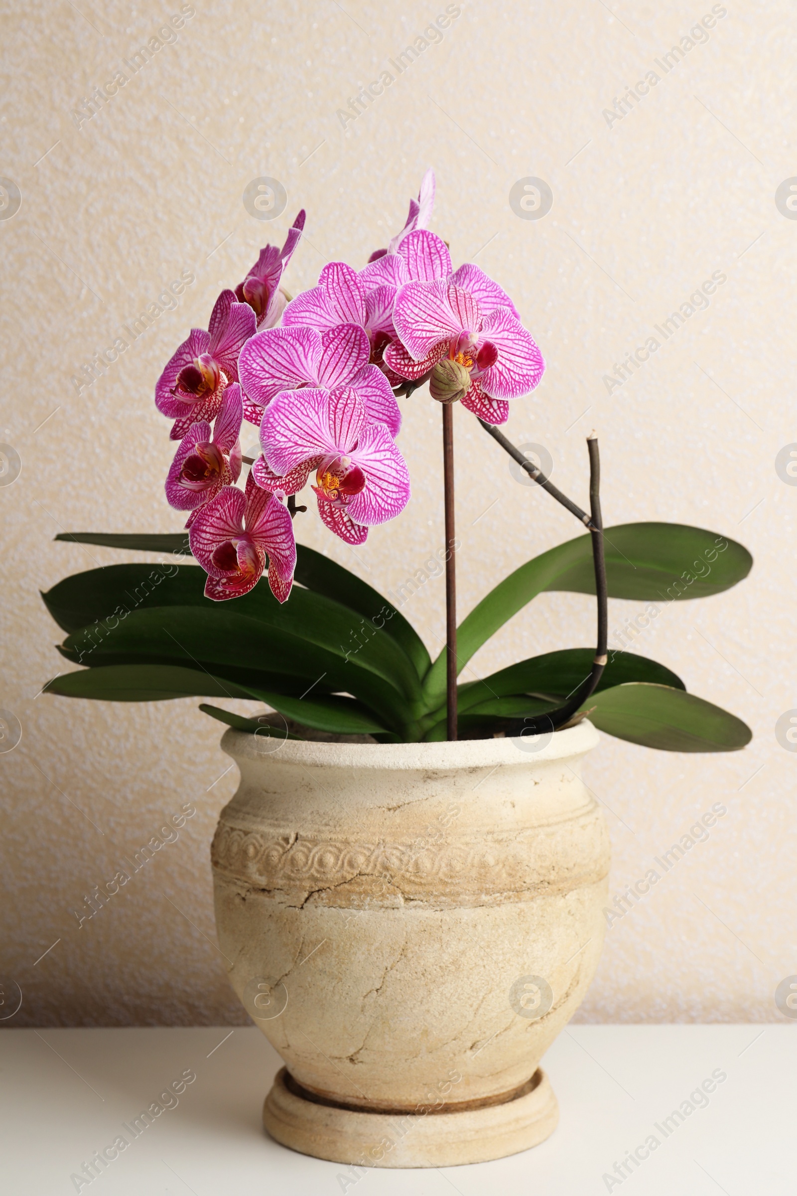 Photo of Beautiful pink orchid flower on white table